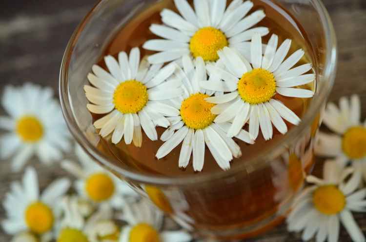 chamomile-chamomile-blossoms-medicinal-herb-herbal-medicine.jpg