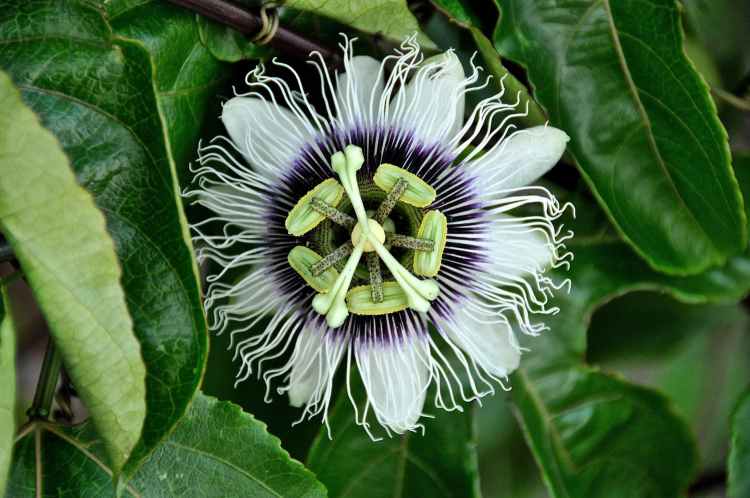passiflora-flowers-nature-passion-40373.jpeg